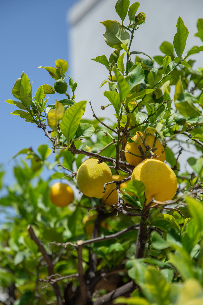 detaill outdoor lemon 02